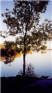 Silhouette of a Tree at Lake Walcott