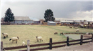 Sheep West of Rupert