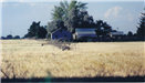 Wheat Harvest in Paul