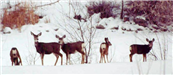Deer in Snow at Wildlife Refuge