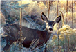 Deer