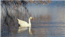Goose