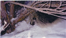 Porcupine