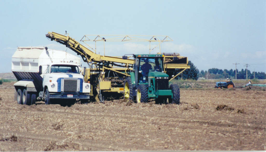 Harvesting Potatoes West of Rupert