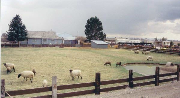 Sheep West of Rupert