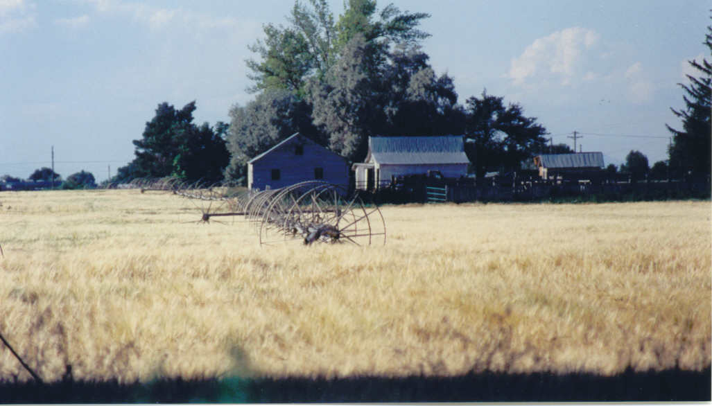 Wheat Harvest in Paul
