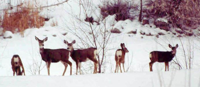 Deer in Snow at Wildlife Refuge