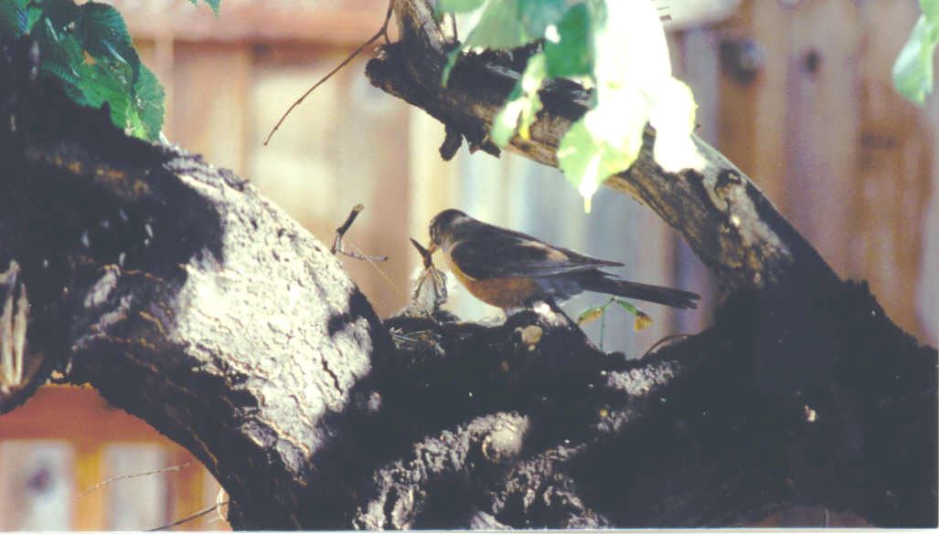 Mother Feeding Baby Bird