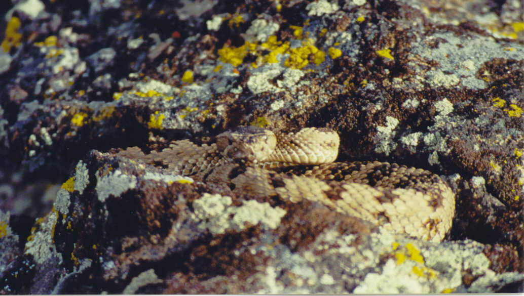 Rattle Snake