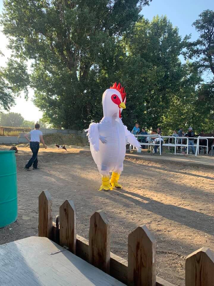 chicken at the fair